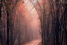 乐鱼:荷兰队官方:廷伯因病退出本期国家队,马特森递补入选.